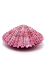 sea shell