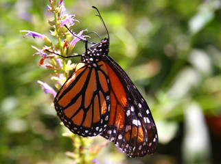 monarch
