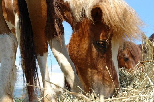 poneys