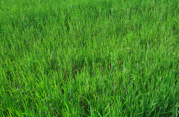 vivid young wheat