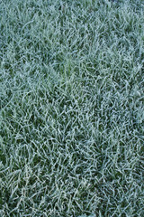 frozen grass background