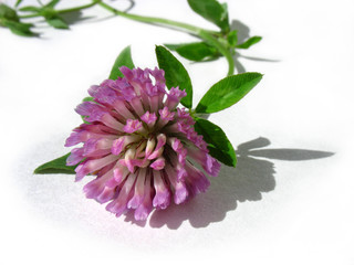 flower clover on a white background.