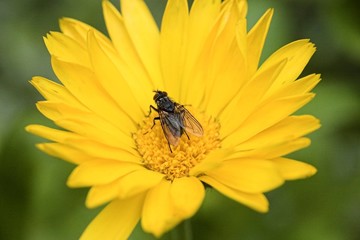 fly and flower