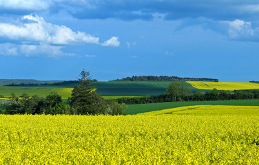 champ de colza 2