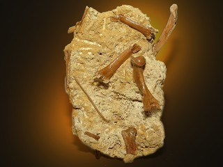 bloc d'os fossile