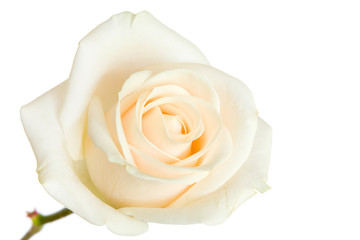 white rose isolated