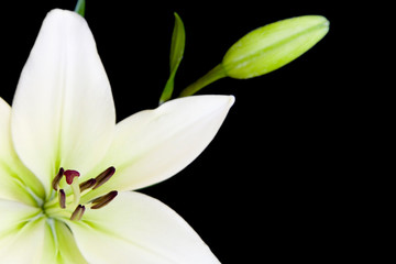 white lily with copy space