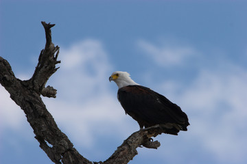 fish eagle