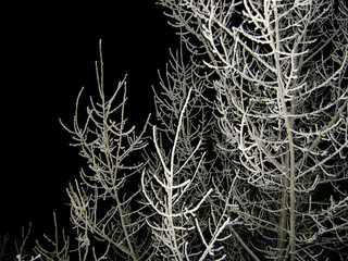 the snow-covered tree