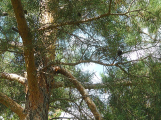 pine tree