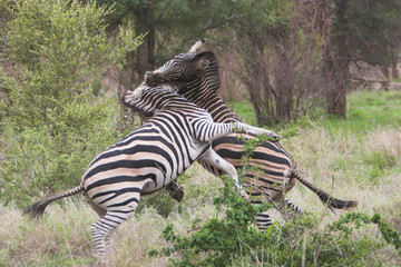 zebra fight