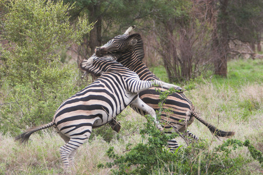 Fototapeta zebra fight