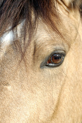 palomino eye