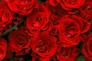 red roses