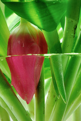tulpenstengel