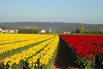 tulipani di colori giallo e rosso