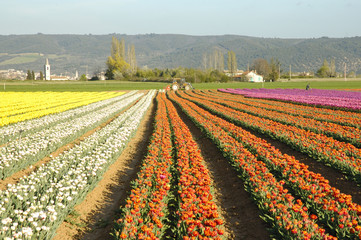 tulipani di diverso colore