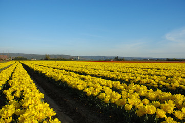 Fototapeta na wymiar żółte tulipany