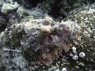 scorpionfish head