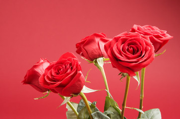 bouquet of five roses on the red background
