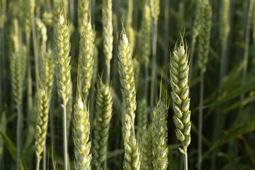 wheat
