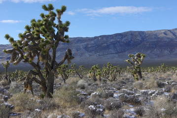 joshua tree forest