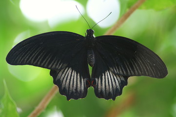 schwarzer falter