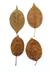 leaf backgrounds
