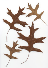 leaf backgrounds 2