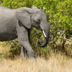 jeune éléphant