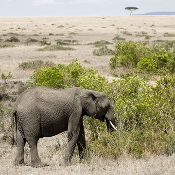 Fototapeta jeune éléphant