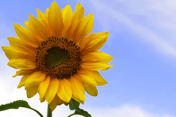 Obraz premium sunflower