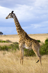 girafe masaï