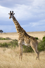 girafe masaï