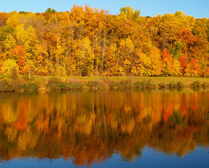 trees changing colors in a park