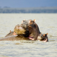 maman hippo