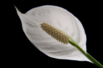 Naklejka premium arum blanc