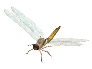 libellule the dragonfly