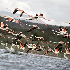 Naklejka premium envol de flamants roses