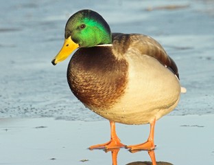 mallard