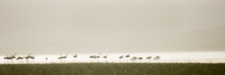 silhouettes africaines