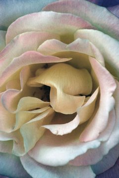 rose blue