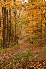 autumn trail in the smokies