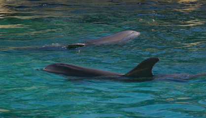 dauphins gris