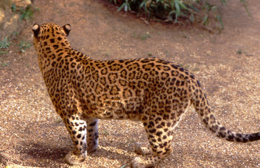 leopard