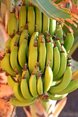 bananenstaude