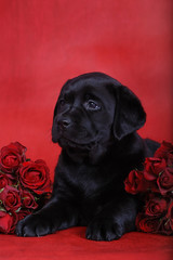 puppy with roses