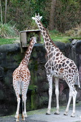 Fototapeta premium giraffes
