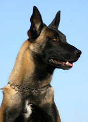 profil belge