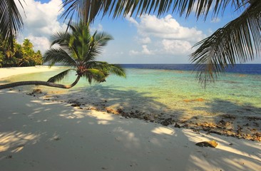 nice beach with palm tree